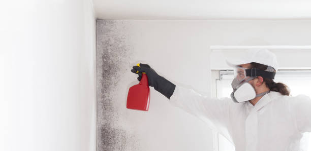 Best Basement Mold Remediation in Ocean View, DE