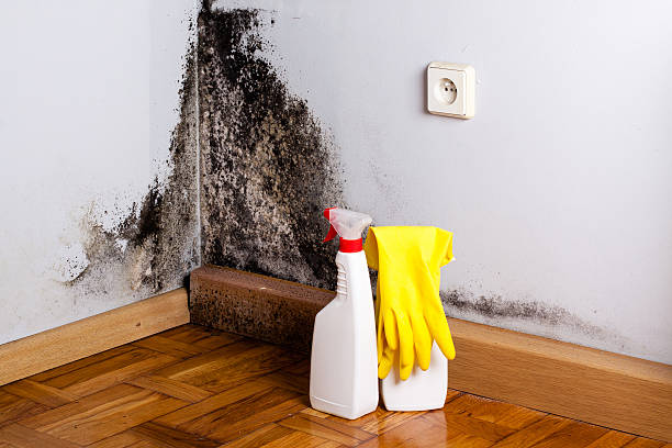 Best Residential Mold Remediation in Ocean View, DE