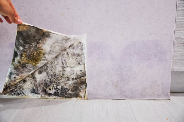 Best Residential Mold Remediation in Ocean View, DE